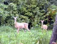 White tailed deer along EMF Trail.