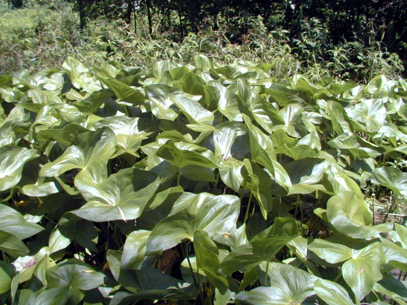 A very healthy stand of duck potato can be seen in the foreground a sunny day.