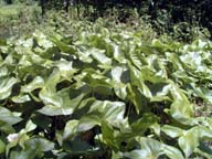 A very healthy stand of duck potato can be seen in the foreground a sunny day.