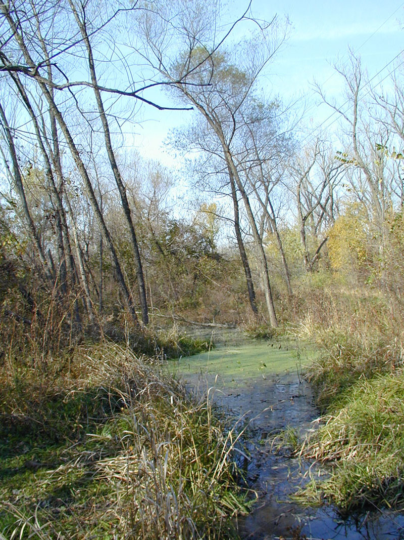 Looking north across Pond 1 in the fall of 2001.