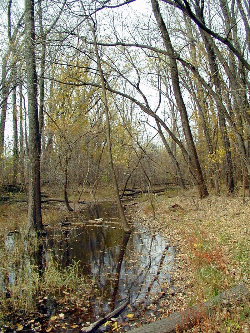 Looking north across Pond 2 in the fall of 2001.