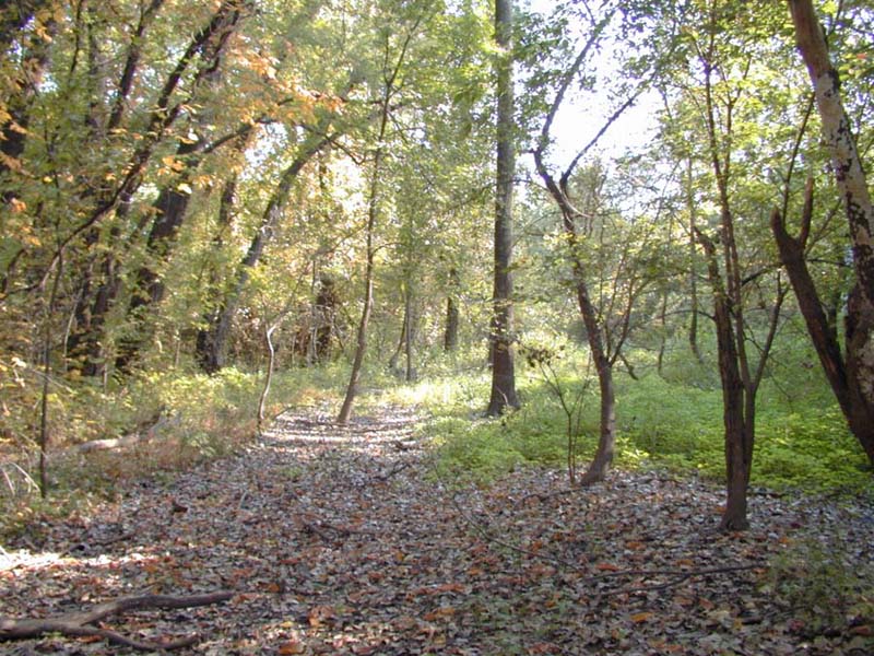 Looking south across a dried-up Pond 2 in the early fall of 2001.