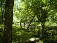 Pond 2 as we look north on a sunny day in mid-summer.