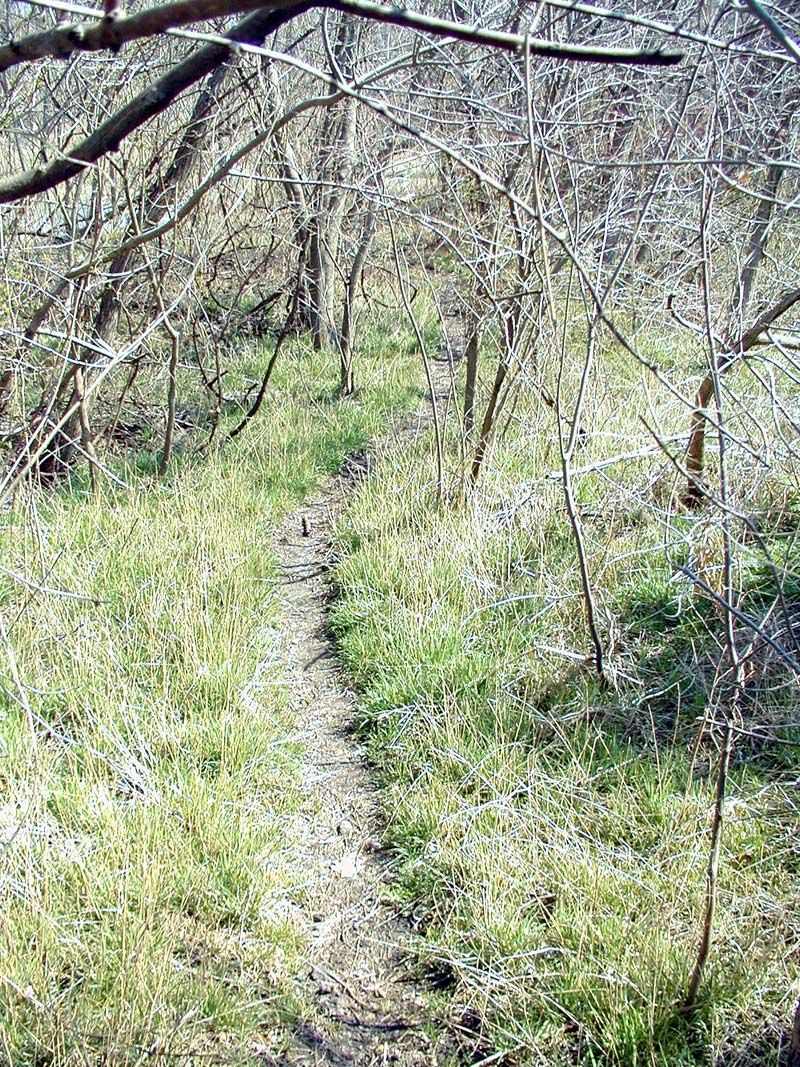 A simple path in the swamp.