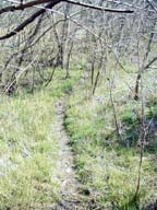 A simple path in early Spring.