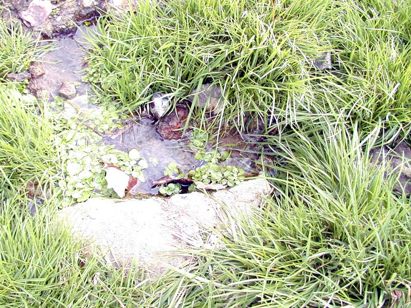 Stream in early Spring.