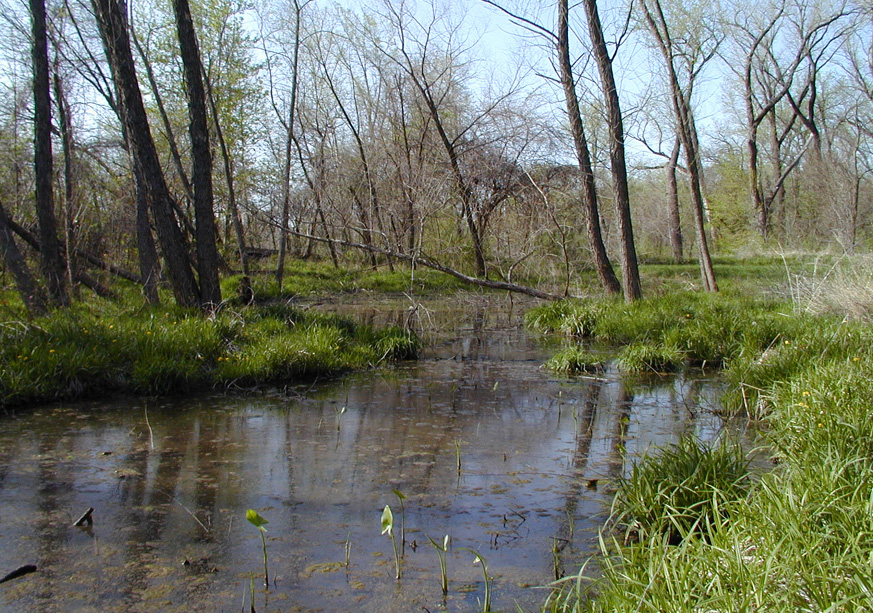 The beginnings of a stand of duck potato can be seen in the foreground of Pond 1 as we look north on a sunny day in early spring.