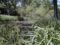 Duck potato can be seen in the foreground of Pond 1 as we look north on a sunny day in early summer.