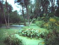 A healthy stand of duck potato grows in Pond 1 as we look north on a sunny day in late summer.