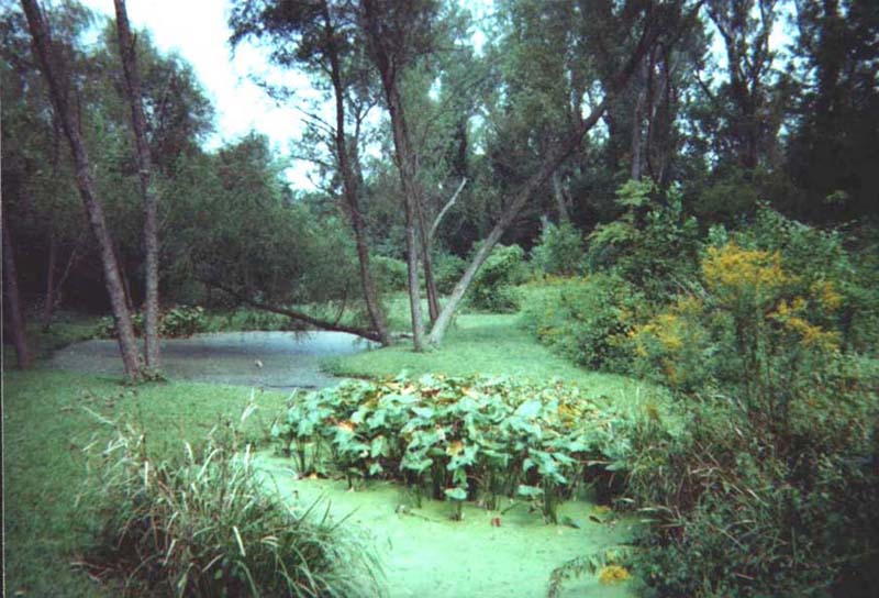 A healthy stand of duck potato grows in Pond 1 as we look north on a sunny day in late summer.