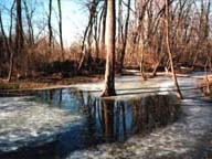 Looking west across Pond 2 on a winter's day.  Relatively warm spring water keeps the pond from freezing over entirely.