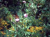 Insects, including a monarch butterfly, enjoy some thistle on a backdrop of goldenrod and greenery in late summer.