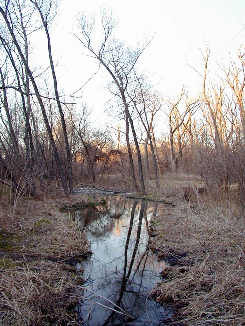 Looking north across Pond 1 late one  winter's day.