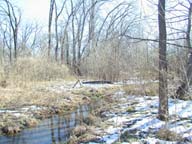 Looking south across Pond 1 on a winter's day. 